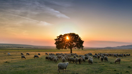 ICON 28 Nations and regions.png