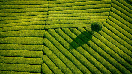 Tree -  CLIMATE CAMPAIGN ONLY.jpg